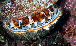 Maldives 2021 - Spondyle - Variable Thorny oyster - Spondylus aurantius - DSC00365_rc